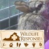 Eastern Cottontail 2